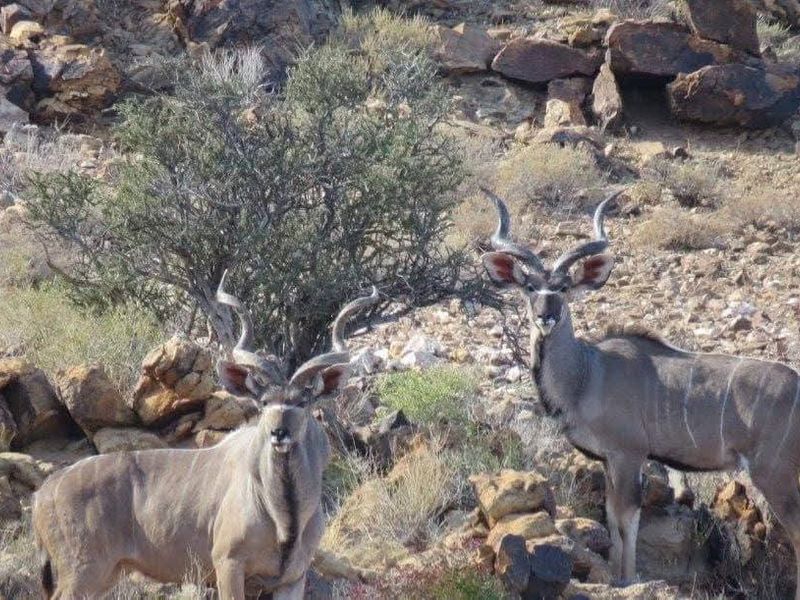 Spacious game farm in the far South of Namibia – perfectly located 266km from Keetmanshoop in the direction of Noordoewer, and only 20km from the main road. - Photo 6
