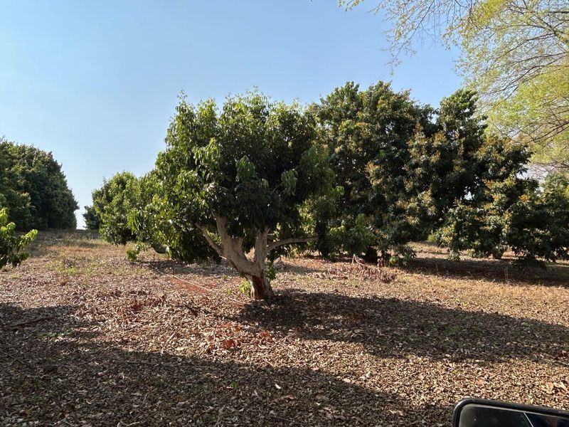 Magnificent Riverfront with island 9.5 Ha Litchi & Macadamia Farm on the Banks of the Letaba River - Photo 8