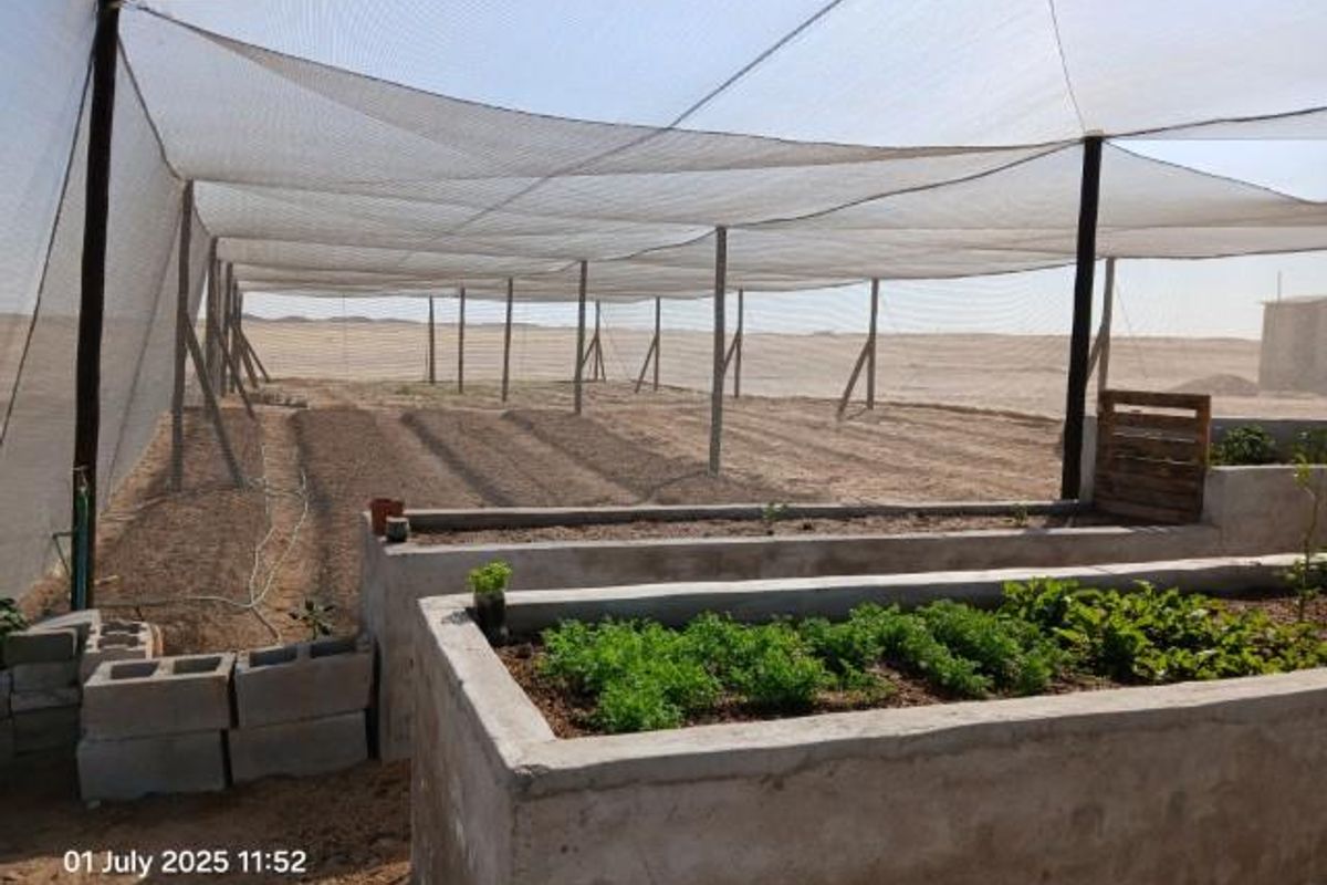 A functional agricultural garden area featuring concrete raised beds and an extensive overhead shade netting structure for crop protection.