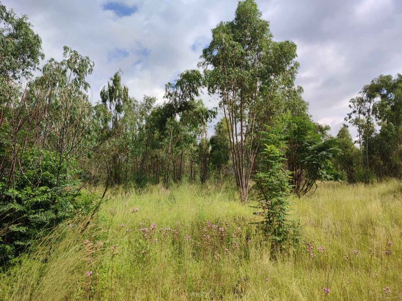 Eldoraigne - large stand for sale next to an eldo estate - Photo 5