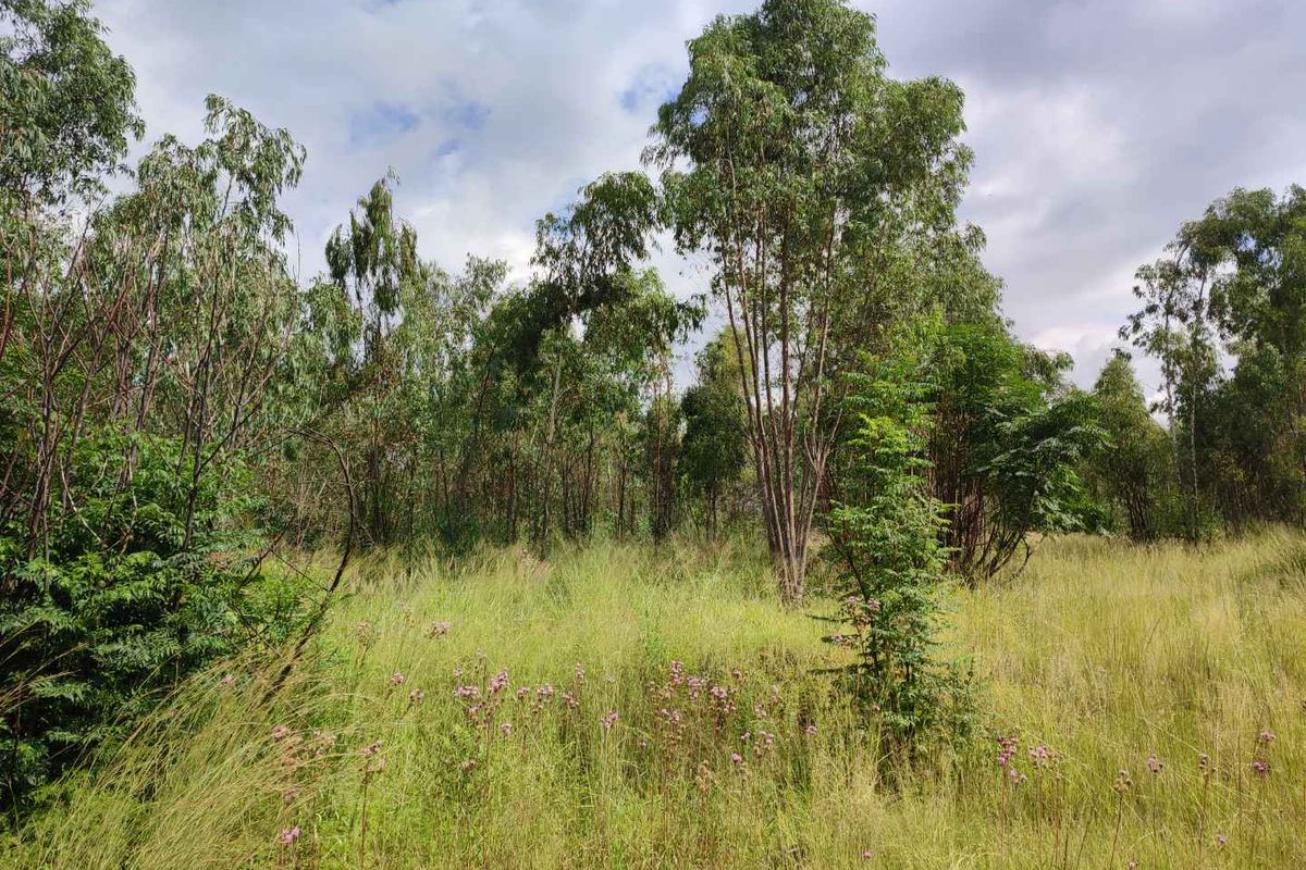 Eldoraigne - large stand for sale next to an eldo estate - Photo 5