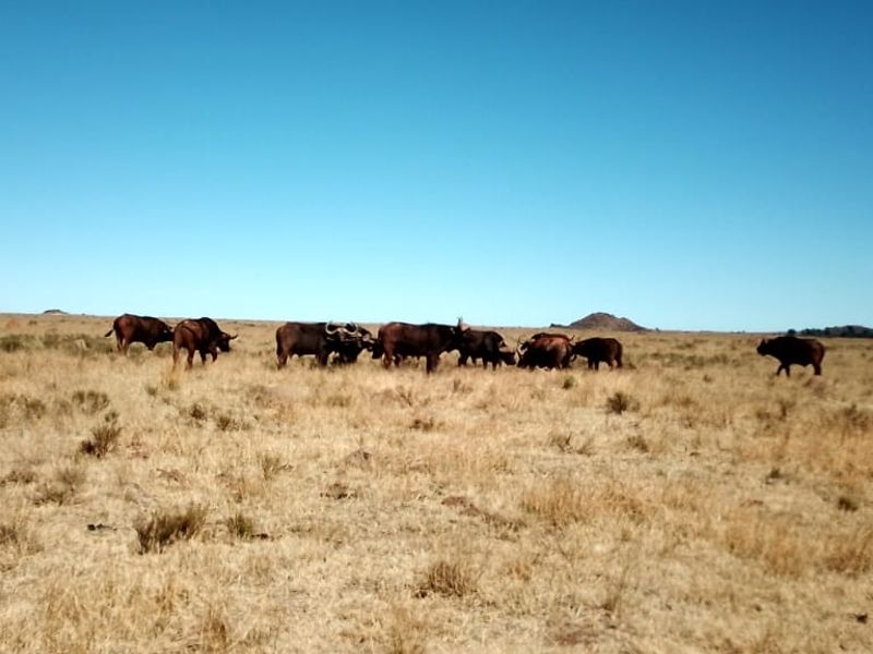 GAME AND CATTLE FARM.INEXHAUSTIBLE WATER.GAME FENCING WIRE.ALSO PLOWLANDS. - Photo 9