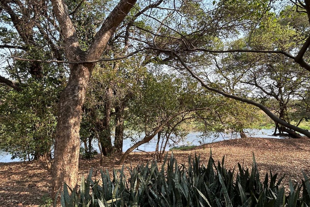 Prime Letaba Riverfront Oasis: Productive Orchards & 2 Homesteads - Photo 3