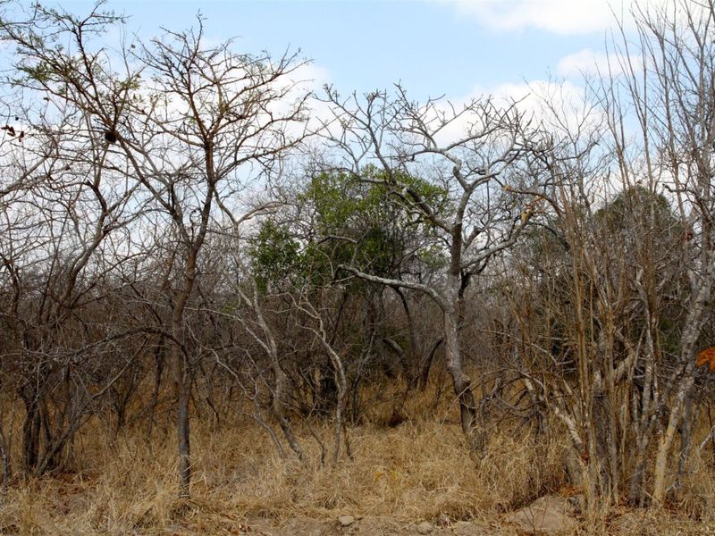 Vacant Land in MODITLO NATURE RESERVE - Photo 4