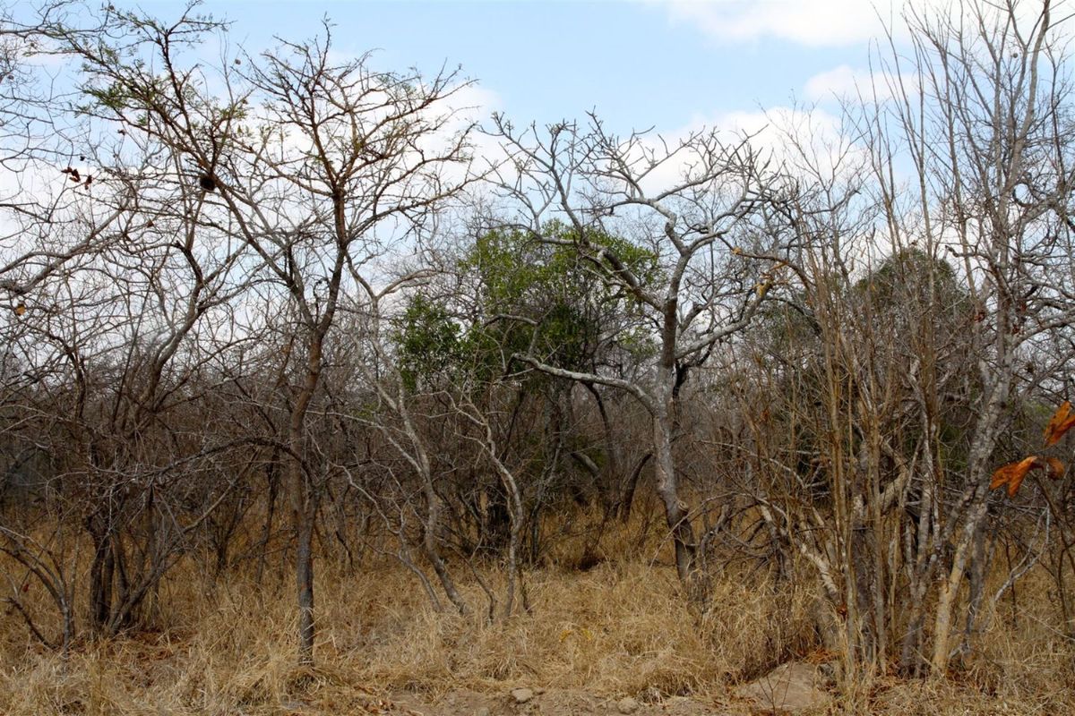 Vacant Land in MODITLO NATURE RESERVE - Photo 4