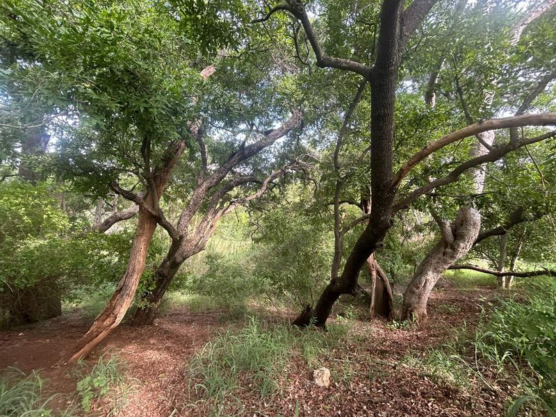 Vacant Land for sale in the new and popular Elephant Rock Eco Estate!! - Photo 5