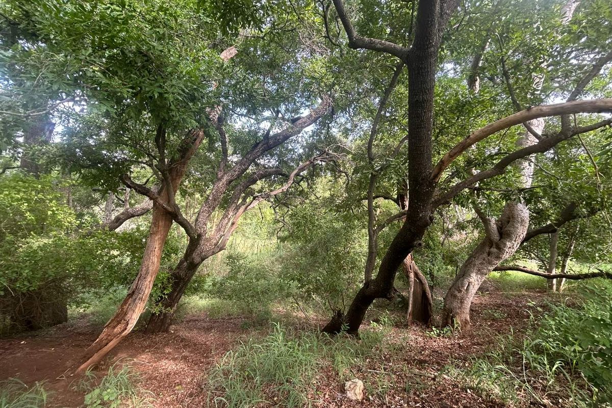 Vacant Land for sale in the new and popular Elephant Rock Eco Estate!! - Photo 5