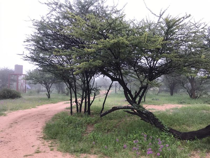 A natural bushveld garden setting featuring indigenous trees, a dirt access road, and a raised water storage tank on a metal stand.