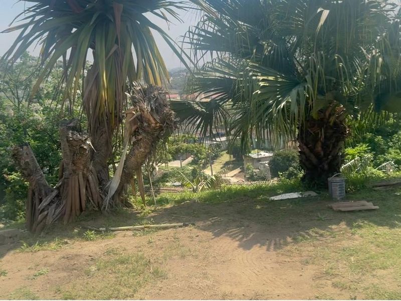 An elevated outdoor view overlooking a residential area, featuring mature palm trees and a concrete block retaining wall.