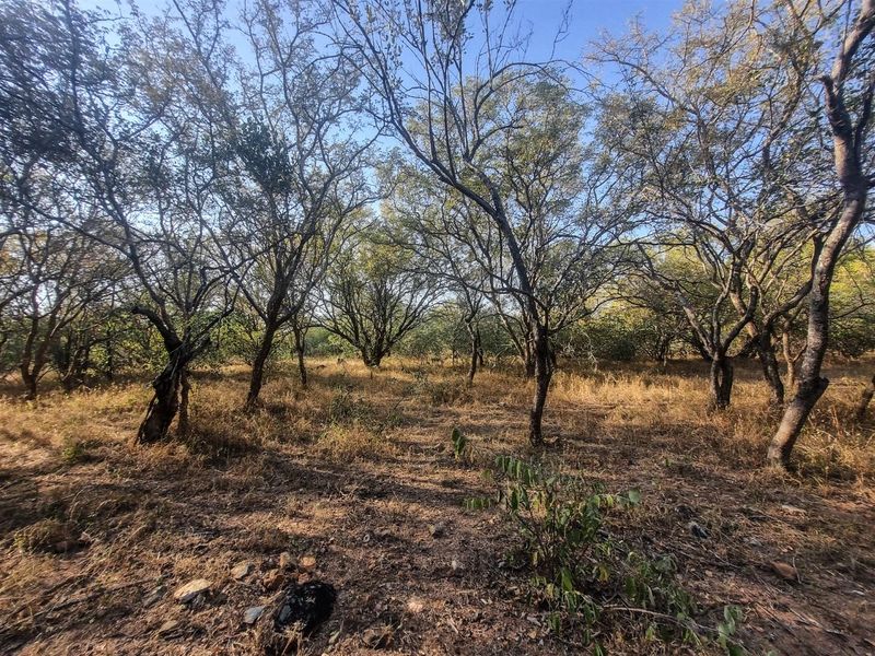 Stand with Bushveld views. - Photo 3