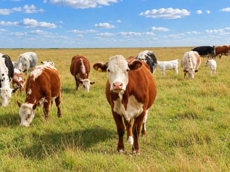 A wide-angle view of a rural farm pasture featuring a herd of cattle grazing in an open field under a clear blue sky.