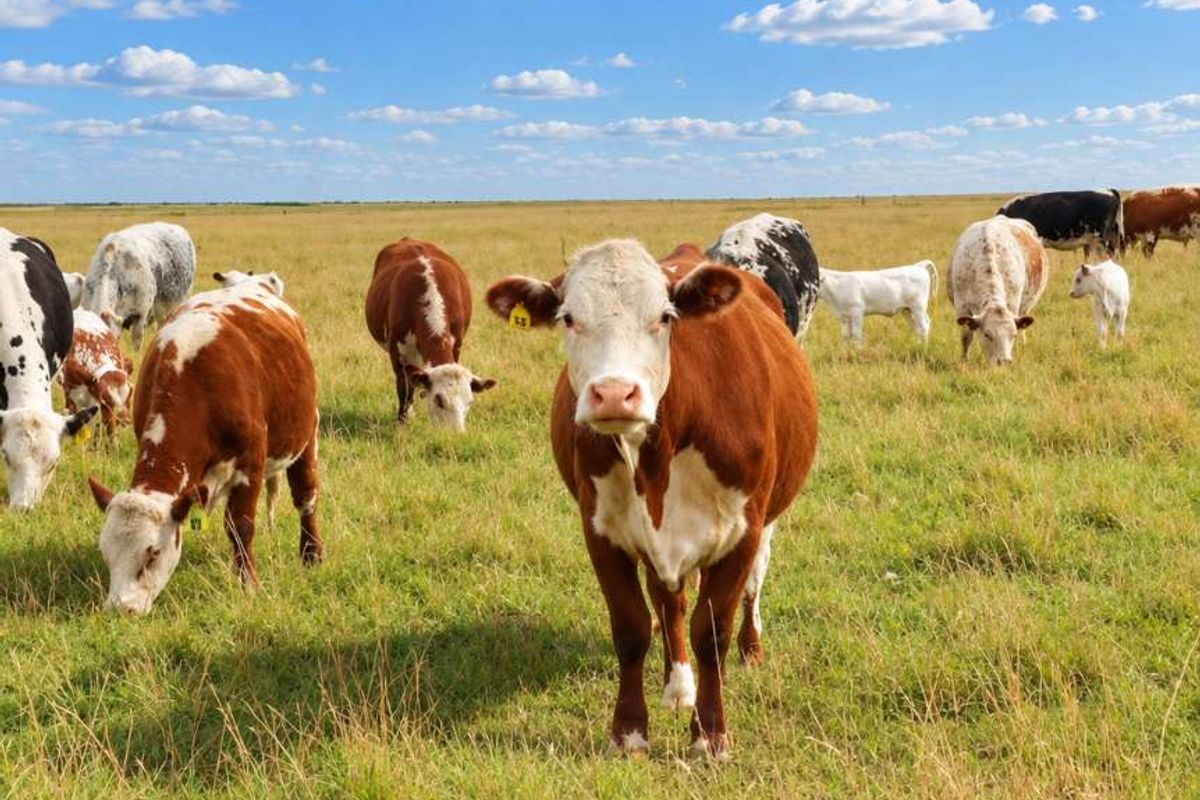 A wide-angle view of a rural farm pasture featuring a herd of cattle grazing in an open field under a clear blue sky.
