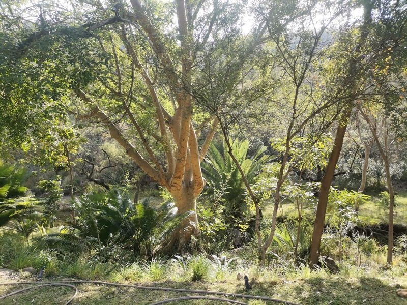 A lush, well-established garden area featuring mature trees and dense natural landscaping, providing a serene and private outdoor setting.