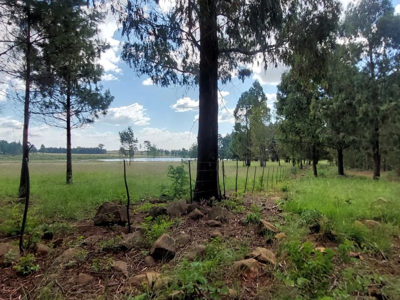 1489 Hectare of Prime Plantation and Mixed Farming for Sale in the Highlands of Belfast Mpumalanga - Photo 5