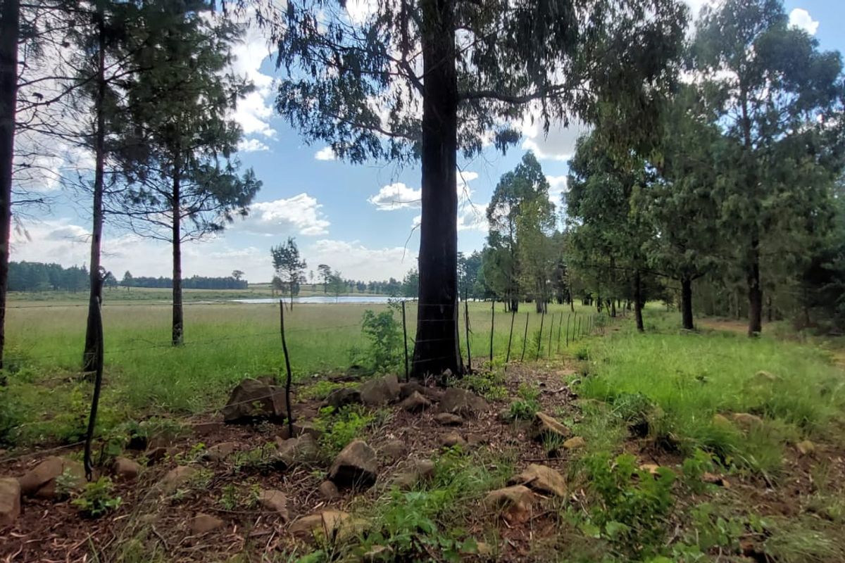 PREMIUM FORESTRY & AGRICULTURAL LAND FOR SALE - Belfast | Mpumalanga Highlands - Photo 5