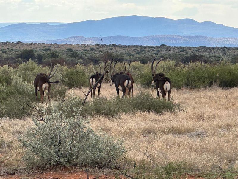 Kalahari LODGE and GAME FARM - Photo 4