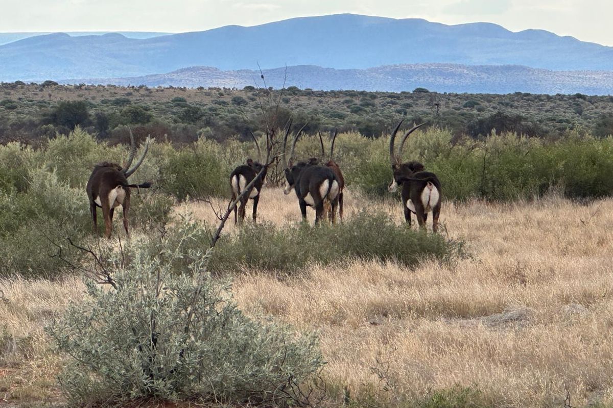 Kalahari LODGE and GAME FARM - Photo 4