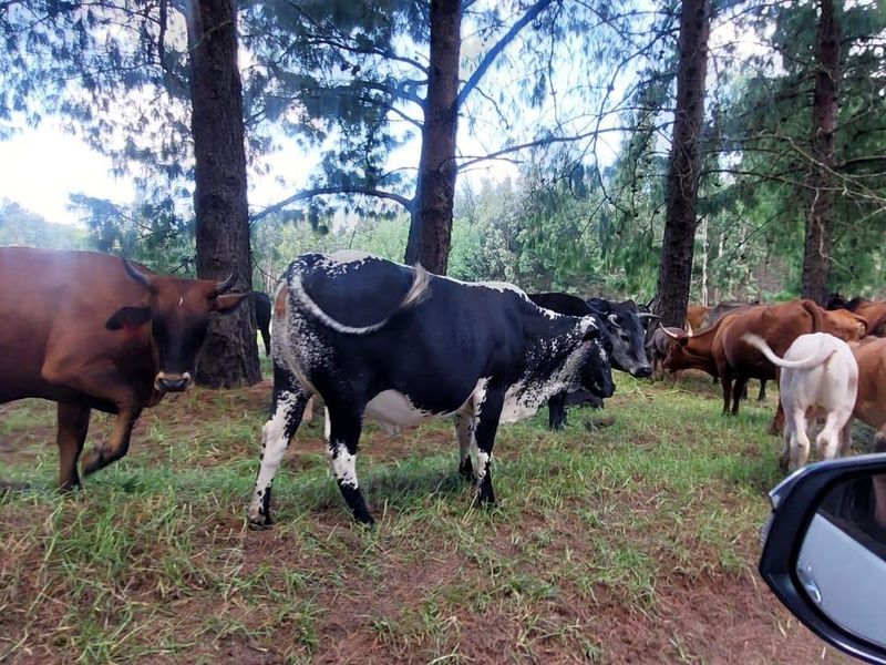 1489 Hectare of Prime Plantation and Mixed Farming for Sale in the Highlands of Belfast Mpumalanga - Photo 10