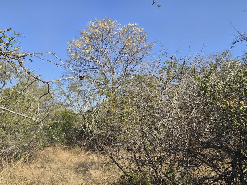 A view of the natural, undeveloped landscape featuring mature trees and dense native vegetation on the residential plot.