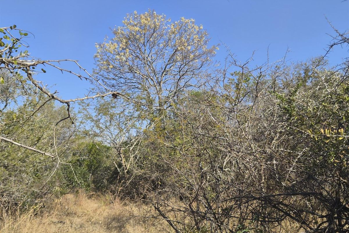 A view of the natural, undeveloped landscape featuring mature trees and dense native vegetation on the residential plot.