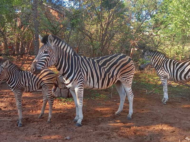 Embrace Peace & Convenience in Idyllic Leeupoort Stand - Photo 5