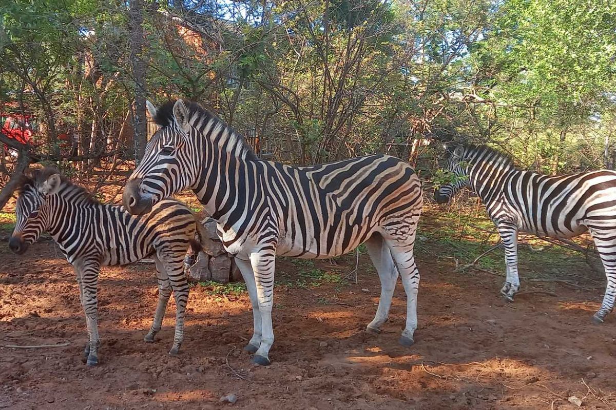 Embrace Peace & Convenience in Idyllic Leeupoort Stand - Photo 5