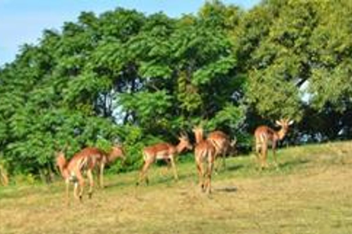 A view of a sloped, grassy residential plot featuring mature trees and local wildlife.