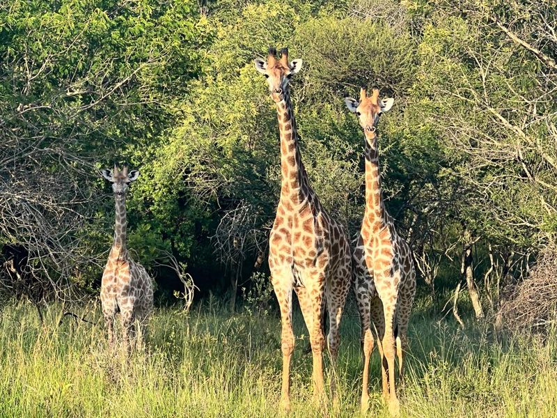 A view of natural bushveld vegetation on the vacant residential land.