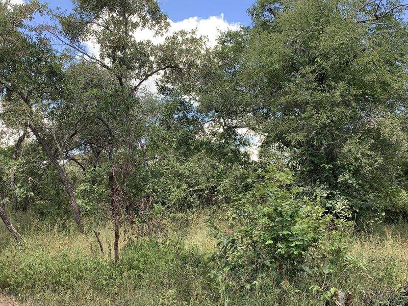 A view of the vacant residential land featuring established trees and natural vegetation.