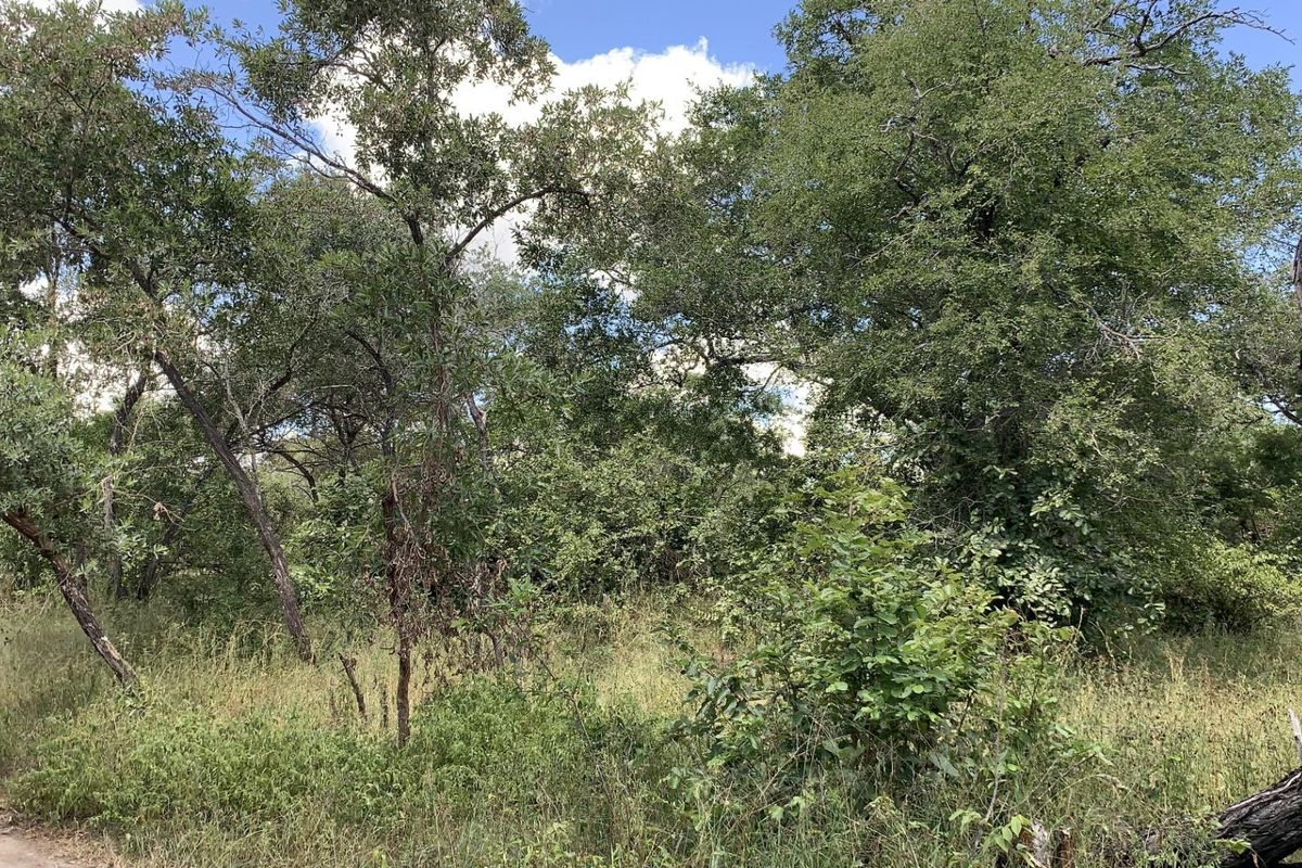 A view of the vacant residential land featuring established trees and natural vegetation.