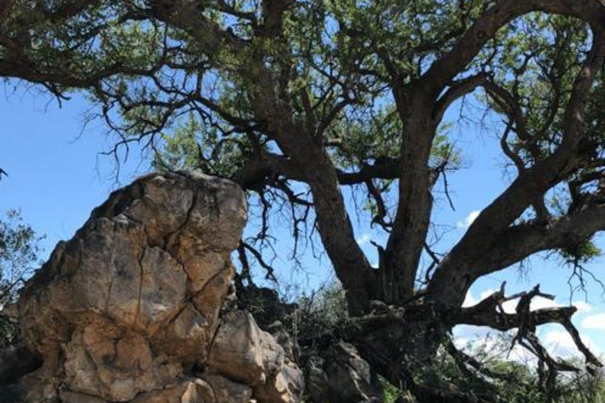 Large Game Farm close to the Erindi Game Reserve- 7900 HA - Photo 2