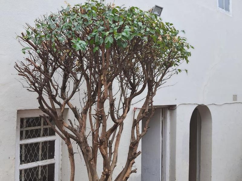 Ground Floor Maisonette in Essenwood - Photo 7