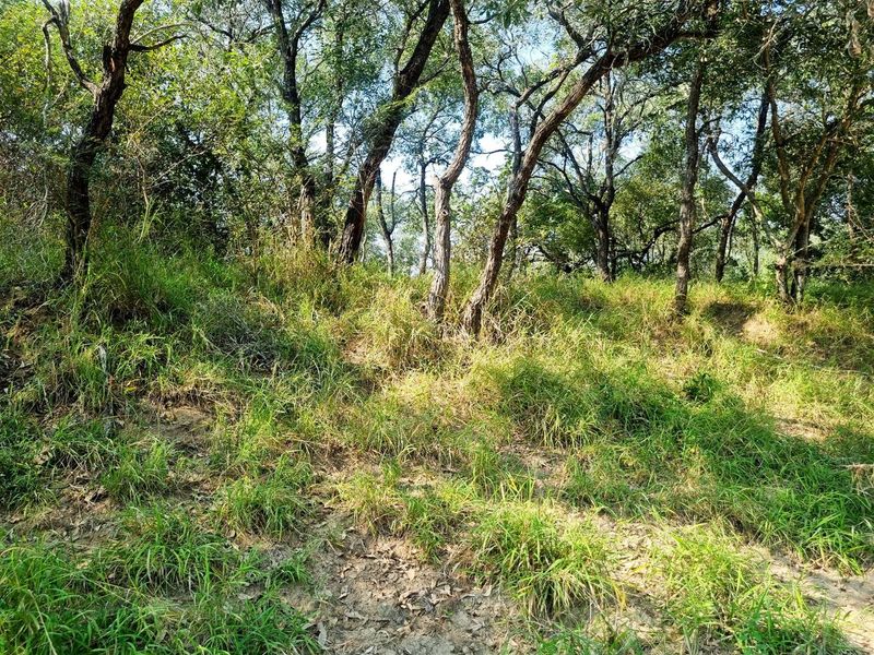 1.9-hectare riverfront stand for sale in Moditlo Wildlife Estate - Photo 10