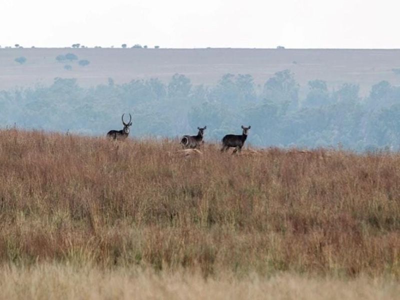 122 Hectares of Your Own Private Game Reserve - A Legacy To Last Generations - Photo 5