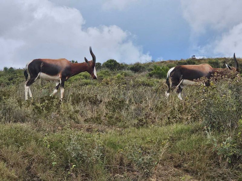 Live luxuriously in Outeniquasbosch Wildlife Estate - Photo 2