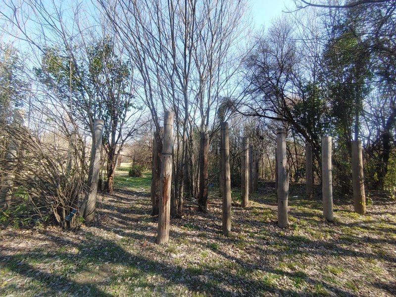 A view of a wooded residential plot featuring mature trees and a series of upright wooden poles.