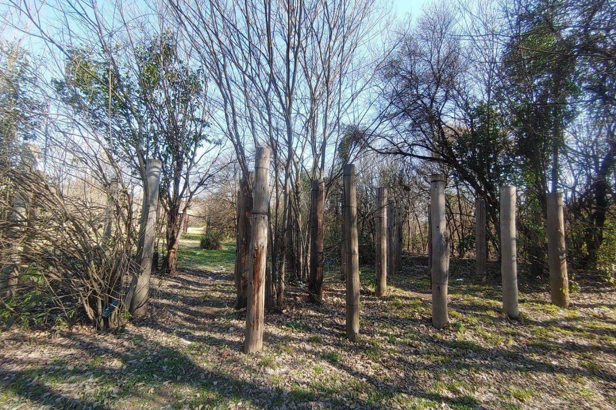 A view of a wooded residential plot featuring mature trees and a series of upright wooden poles.