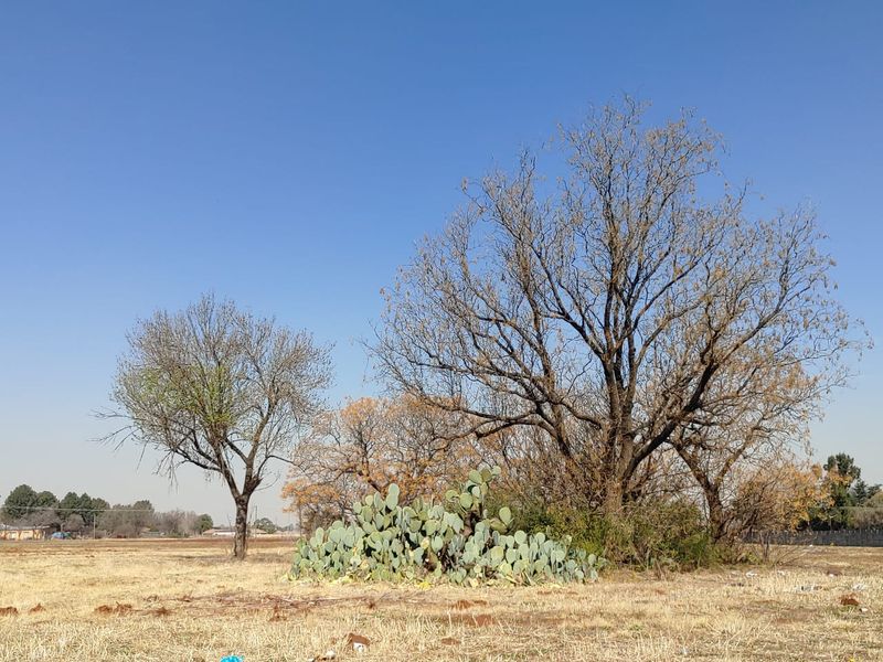 A view of the vacant commercial land featuring mature trees and a large prickly pear cactus patch under a clear blue sky.
