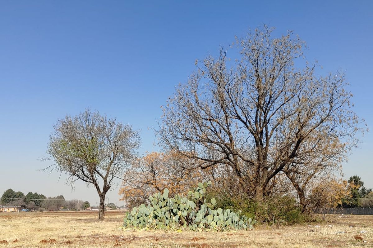A view of the vacant commercial land featuring mature trees and a large prickly pear cactus patch under a clear blue sky.