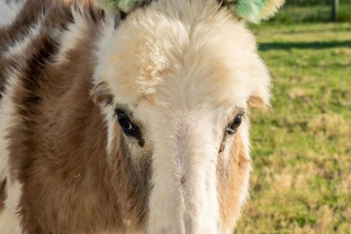 LEO Sky Farm - Photo 4