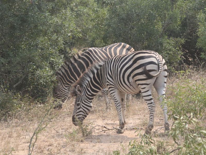 Vacant Land in MODITLO NATURE RESERVE - Photo 4