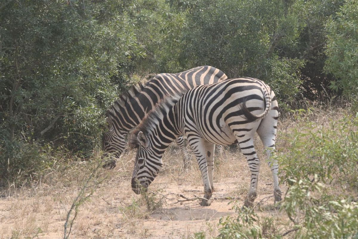 Vacant Land in MODITLO NATURE RESERVE - Photo 4