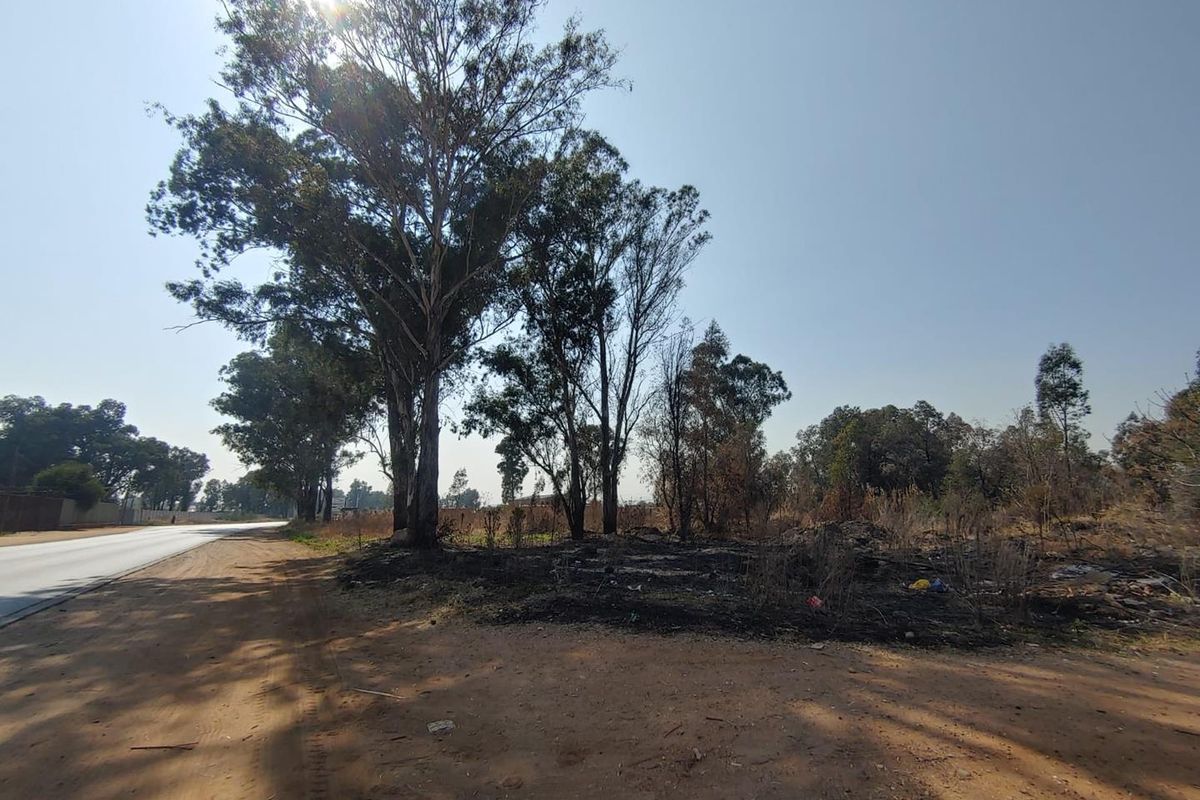 Street view of a vacant commercial plot featuring mature trees, an unpaved verge, and adjacent asphalt road access.