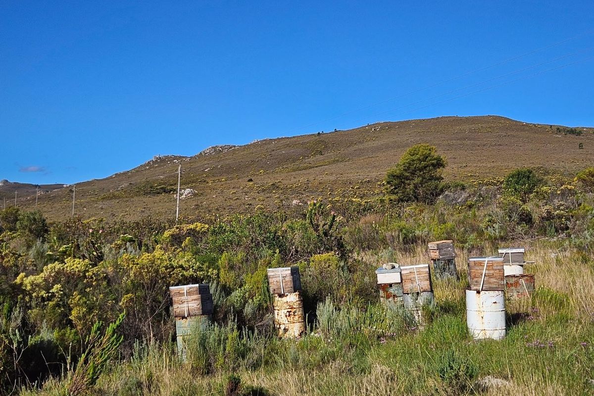 A Dream Come True - Photo 5