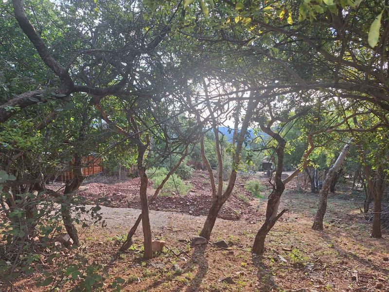 A view of a natural, wooded residential plot featuring mature trees and native vegetation.