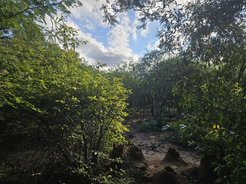 Stand for sale in Moditlo Wildlife Estate - Photo 7