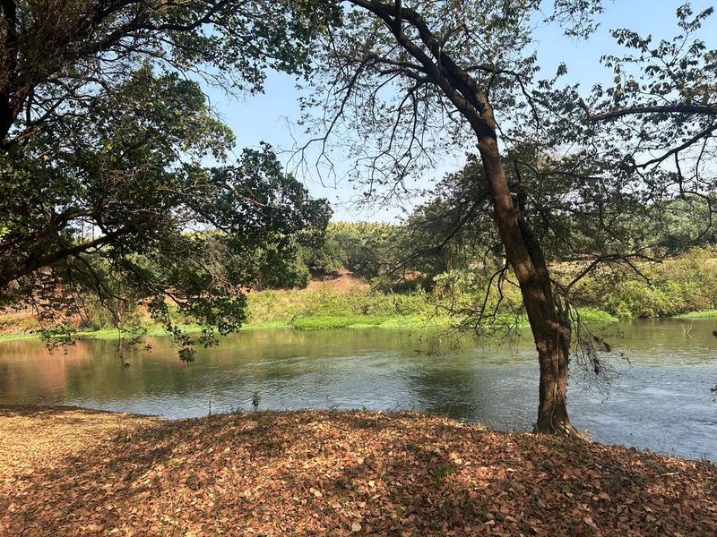 Magnificent Riverfront with island 9.5 Ha Litchi & Macadamia Farm on the Banks of the Letaba River - Photo 6