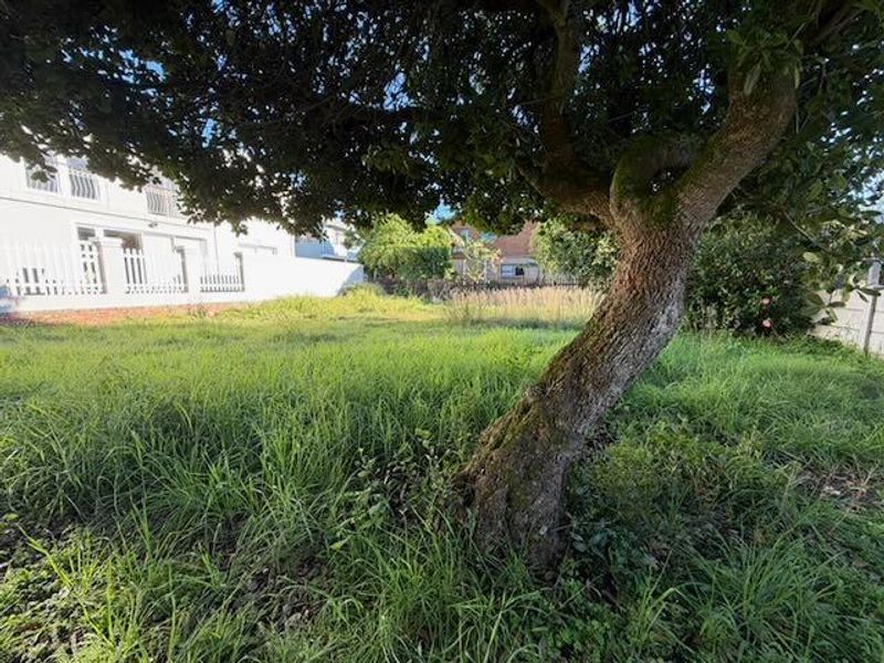 A view of a vacant residential plot featuring a mature tree and perimeter boundary walls, currently covered in overgrown grass.