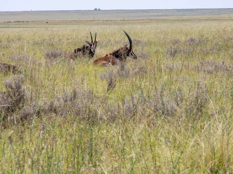 1,229.6705-Hectare Wildlife Farm for Sale as a Going Concern – Including All Game-with accommodation, restaurant, bar, arable land, and grazing land - Photo 5