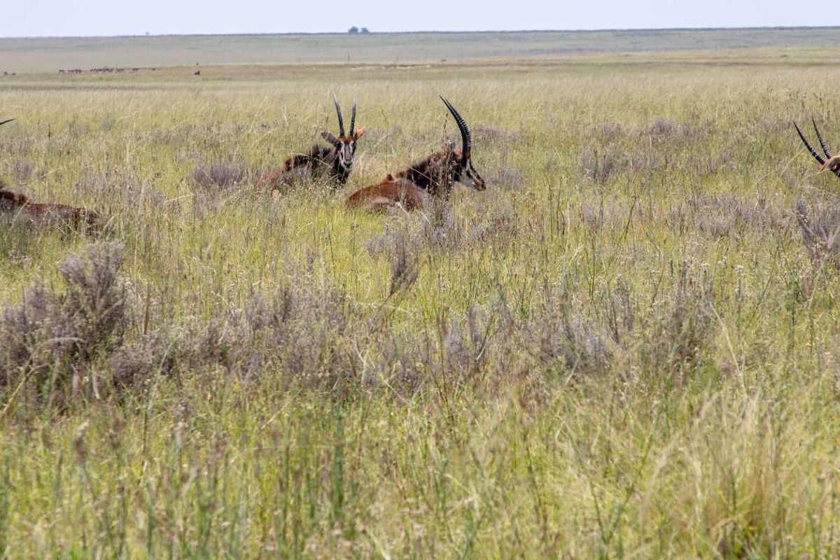 1,229.6705-Hectare Wildlife Farm for Sale as a Going Concern – Including All Game-with accommodation, restaurant, bar, arable land, and grazing land - Photo 5